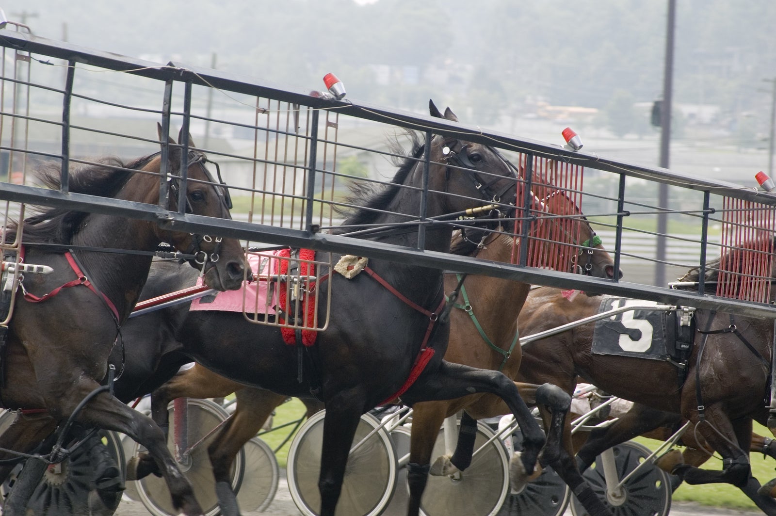 My Standardbred Racing