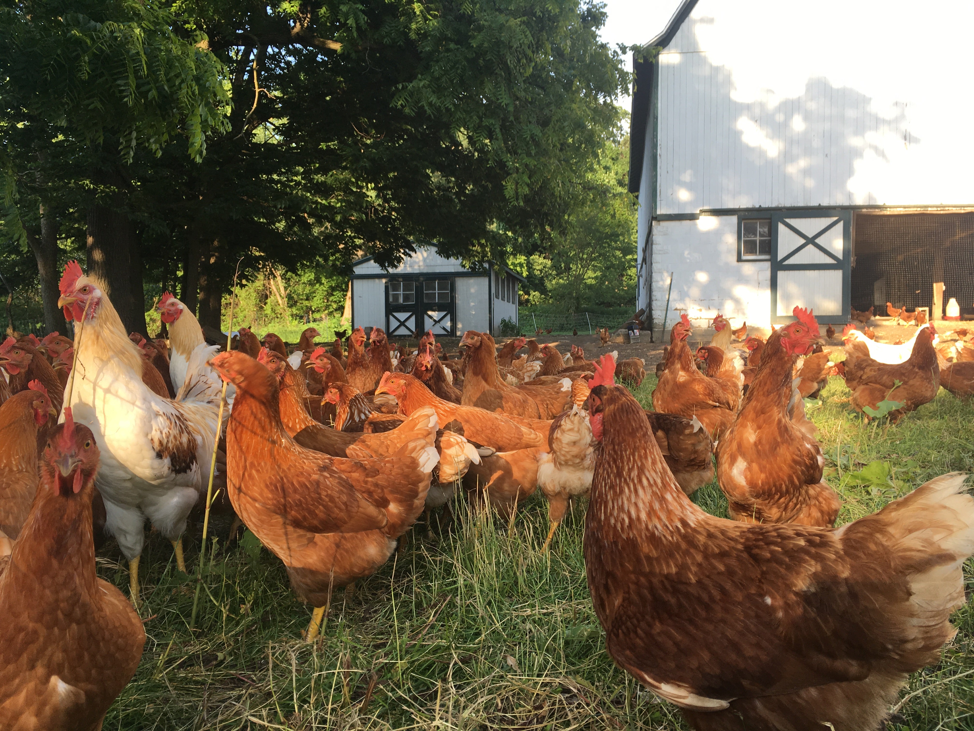 Tempel Farms Organics